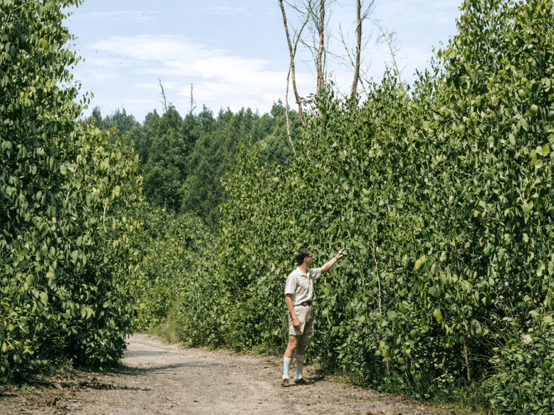 Impact on the&nbsp;forests.