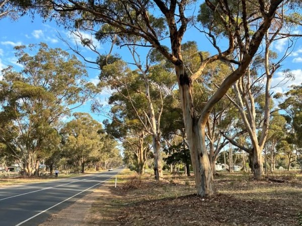 Havelock Avenue of&nbsp;Honour.