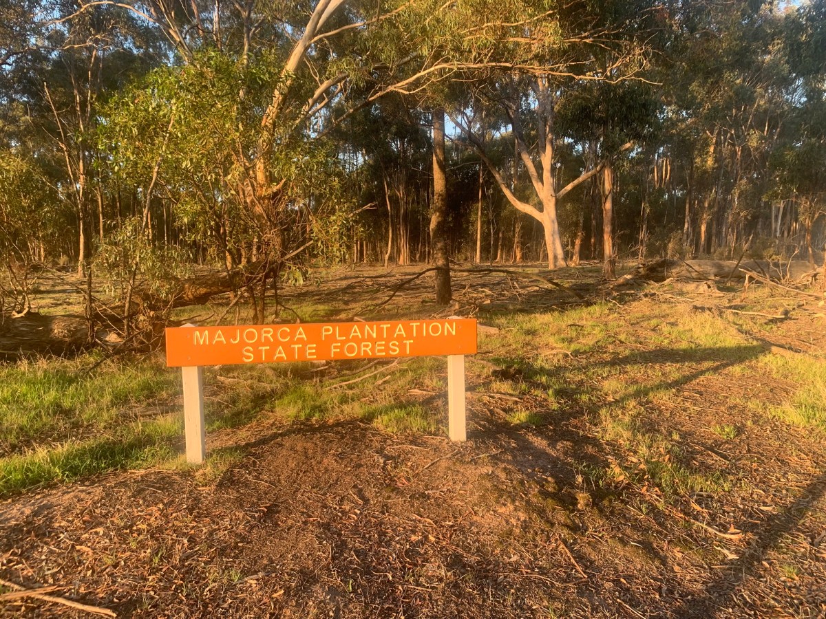 Sugar Gum Plantation –&nbsp;Majorca.